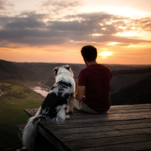 chiot de dos avec son maitre au coucher du soleil.