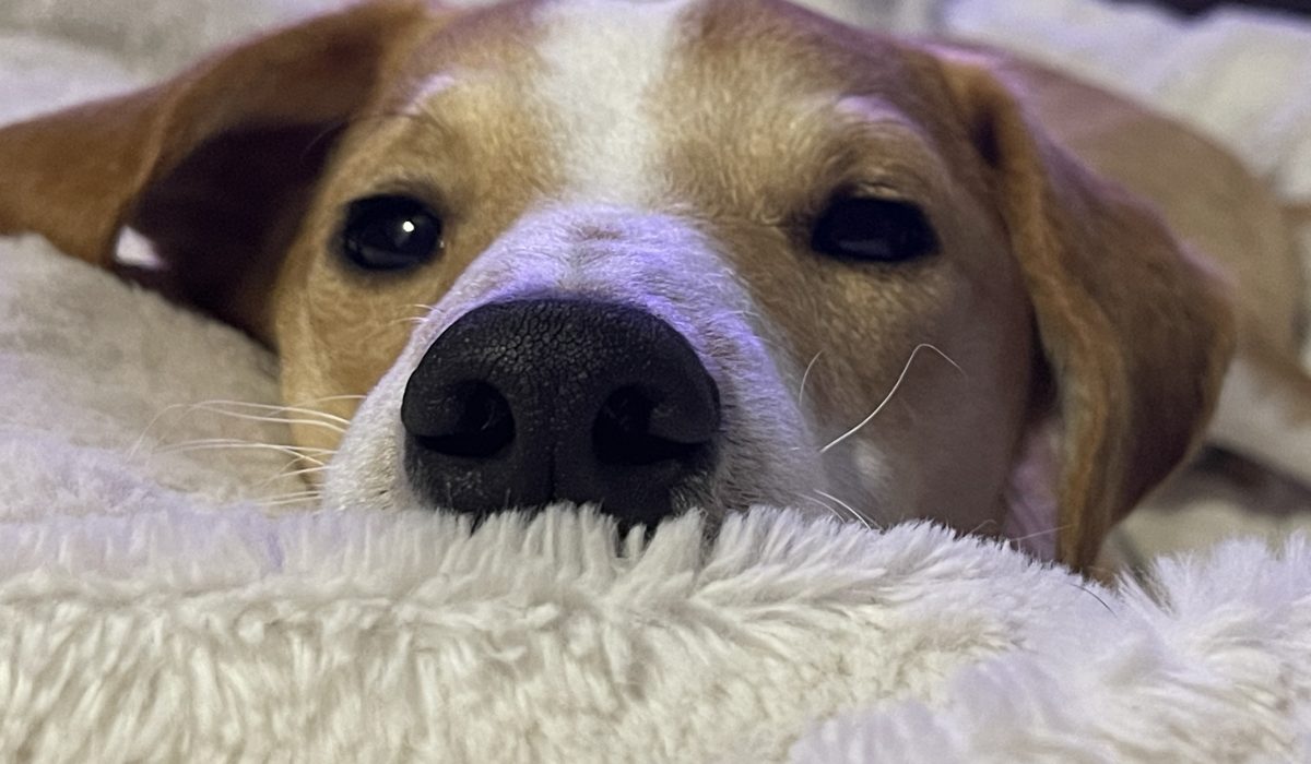 Ulysse, fox terrier de 1 an le museau dans un coussin