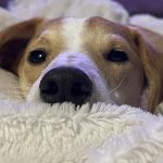 Ulysse, fox terrier de 1 an le museau dans un coussin
